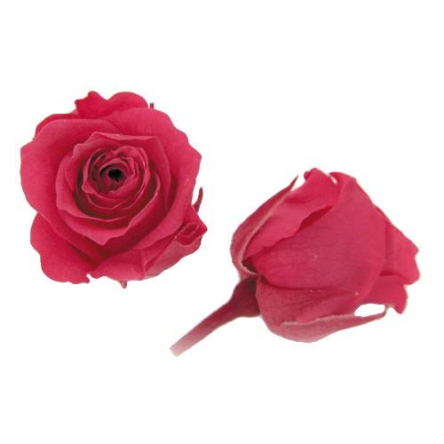 プリザーブドフラワー・ ホットピンク・ピッコラブロッサム・