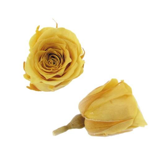 プリザーブドフラワー・ ゴールデンイエロー・ピッコラブロッサム・