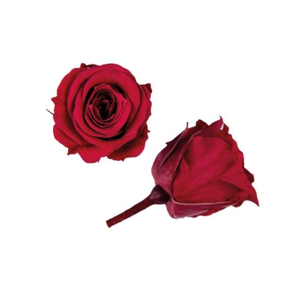 プリザーブドフラワー・ カーディアナル・ピッコラブロッサム・