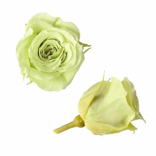 プリザーブドフラワー・ シトラグリーン・ピッコラブロッサム・