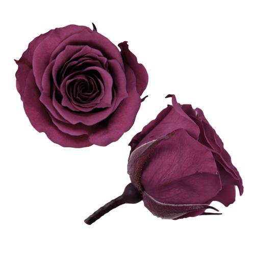 プリザーブドフラワー・ ワイルドチェリー・ピッコラブロッサム・