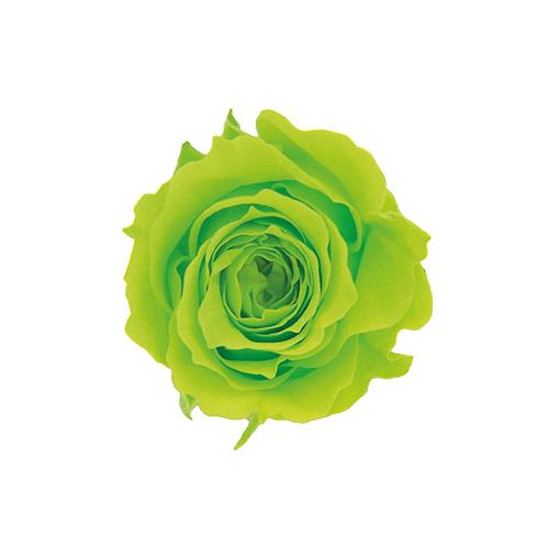 プリザーブドフラワー・ スプラッシュグリーン・ピッコラブロッサム・