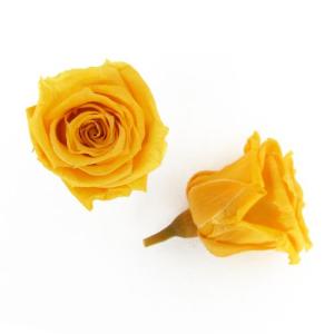 プリザーブドフラワー・ カーディアナル・ピッコラブロッサム・ : 花材