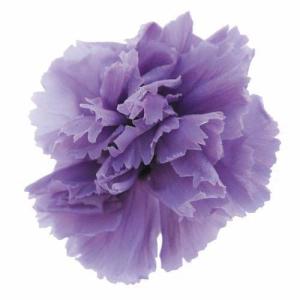 プリザーブドフラワー・ カーディアナル・ピッコラブロッサム・ : 花材