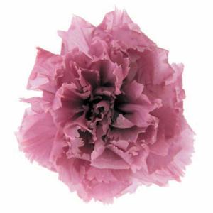 プリザーブドフラワー 花材 資材】ことね菊・オレンジ・大地農園 : 花