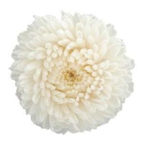 プリザーブドフラワー・ パールホワイト　フレッシュルックピンポンマム・