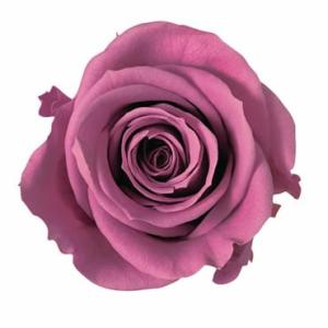 プリザーブドフラワー　花材　資材・ ローズワイン・アイネス・ロザヴィ