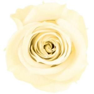 プリザーブドフラワー　花材　資材・ アイボリー・アイネス・ロザヴィ