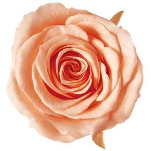 プリザーブドフラワー　花材　資材・ ピーチ・アイネス・ロザヴィ