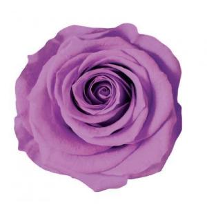 プリザーブドフラワー　花材　資材・ ライラック・アイネス・ロザヴィ