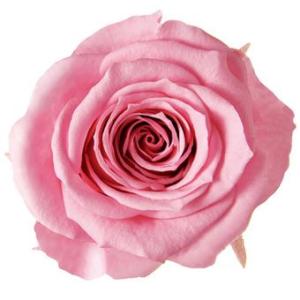 プリザーブドフラワー　花材　資材・ マドレーヌピンク・アイネス・ロザヴィ