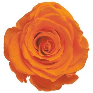 プリザーブドフラワー　花材　資材・ オレンジ・アイネス・ロザヴィ