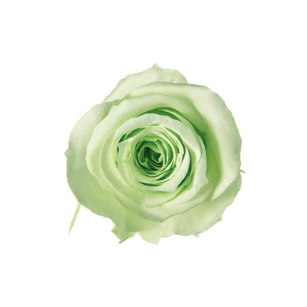 プリザーブドフラワー　花材　資材・ ライムグリーン・アイネスシスター・ロザヴィ