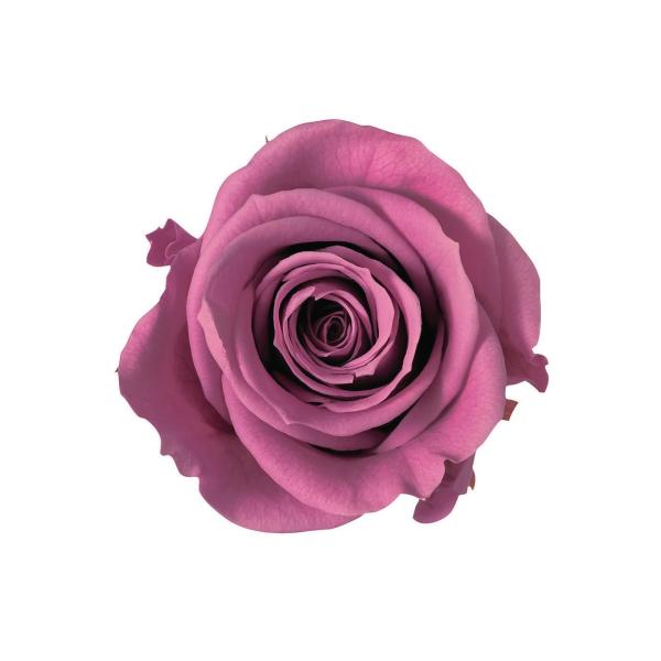 プリザーブドフラワー　花材　資材・ ローズワイン・アイネスシスター・ロザヴィ