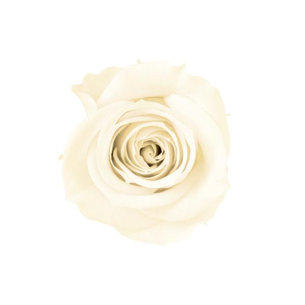 プリザーブドフラワー　花材　資材・ アイボリー・アイネスシスター・ロザヴィ