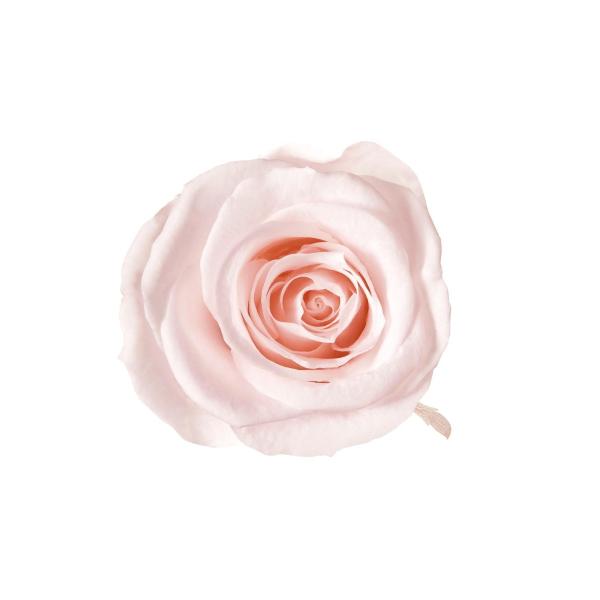 プリザーブドフラワー　花材　資材・ ピンクシャンペーン・アイネスシスター・ロザヴィ