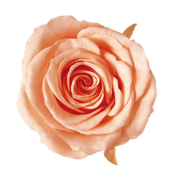 プリザーブドフラワー　花材　資材・ ピーチ・アイネスシスター・ロザヴィ