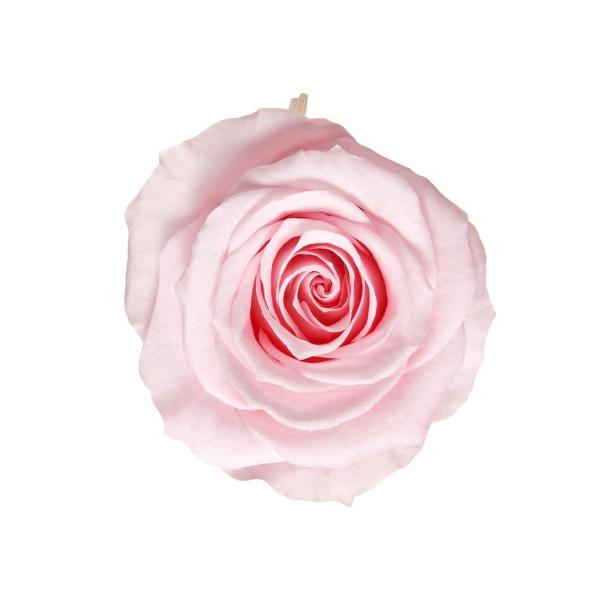 プリザーブドフラワー　花材　資材・ ベイビーピンク・アイネスシスター・ロザヴィ