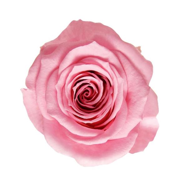 プリザーブドフラワー　花材　資材・ マドレーヌピンク・アイネスシスター・ロザヴィ