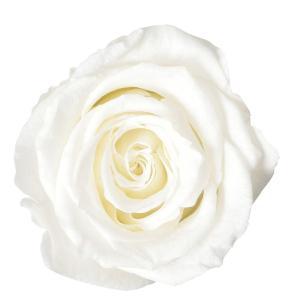 プリザーブドフラワー 資材 ホワイト