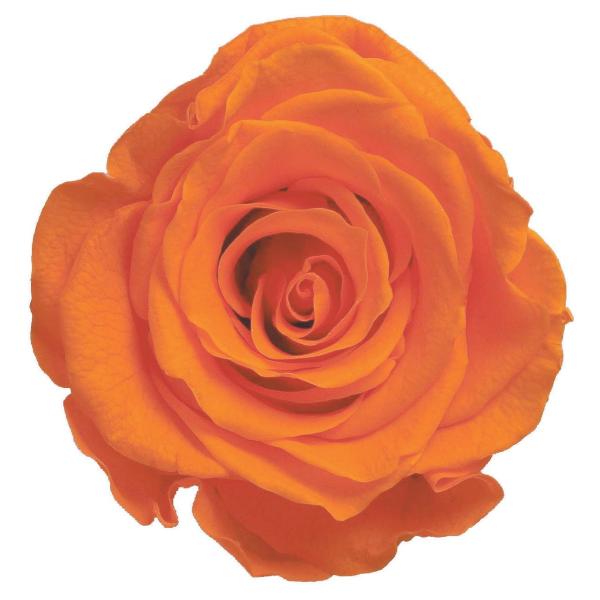 プリザーブドフラワー　花材　資材・ オレンジ・アイネスシスター・ロザヴィ