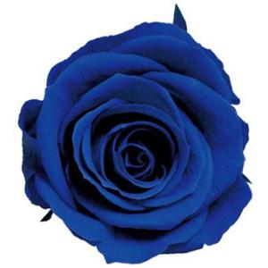 プリザーブドフラワー　花材　資材・ サファイアブルー・アヴァ・ロザヴィ