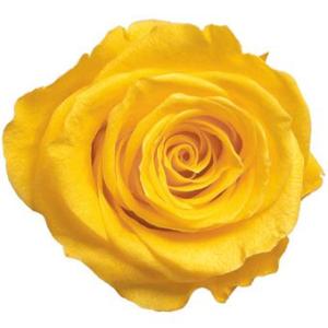 プリザーブドフラワー　花材　資材・ サフランイエロー・アヴァ・ロザヴィ