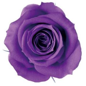 プリザーブドフラワー　花材　資材・ ヴァイオレット・アヴァ・ロザヴィ