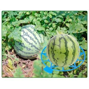 スイカマット 5個セット フルーツマット かぼ...の詳細画像1
