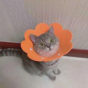 エリザベスカラー ペット用品 犬 猫 イヌ ネ...の詳細画像4
