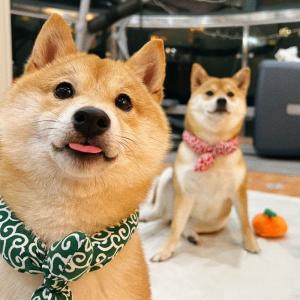 ペット用 スカーフ バンダナ アクセサリー 犬...の詳細画像1