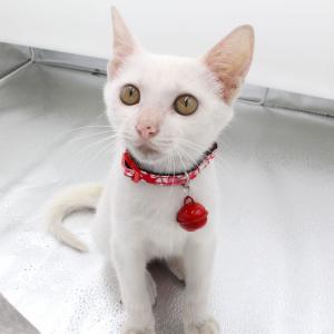 猫用首輪 カラー セーフティバックル リボン ...の詳細画像2