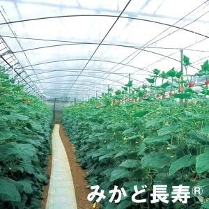 0.05mm厚 540cm幅 100m みかど長寿 50A 雨よけハウスカーテン用