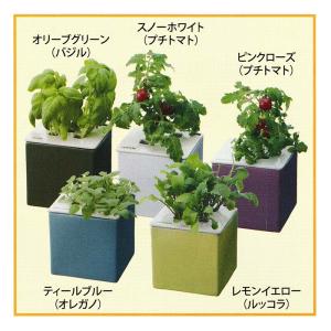 6個 水耕栽培キット cocochi 心知菜園...の詳細画像2