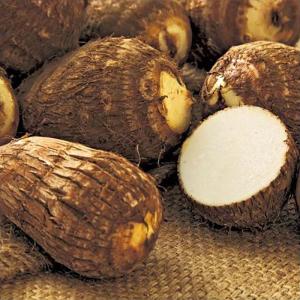 10kg 栽培用 タネイモ さといも 土垂れ 里芋 栽培用 タネイモ 球根 種芋 種芋 家庭菜園 栽培用 米s 代引不可 農業用品販売のプラスワイズ