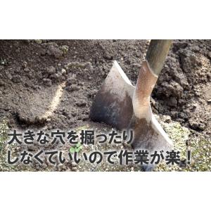 グリーンパイル ラージ 50本入 業務用 打込...の詳細画像3