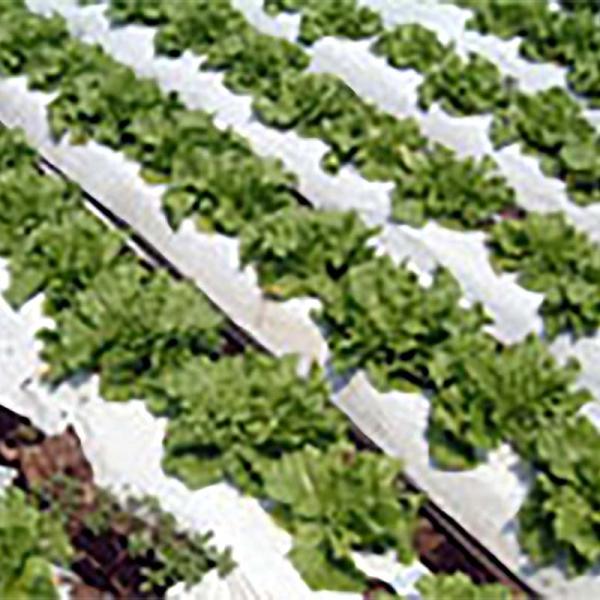 個人宅配送不可 北海道不可 12本 菜園用 リバースマルチ 白黒 0.02mm×95cm×50m イ...