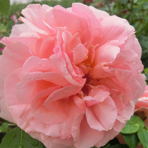 チッペンデール 2年大苗 4号ポット 大輪 オレンジピンク アプリコット ピンク 水谷農園 薔薇 北...