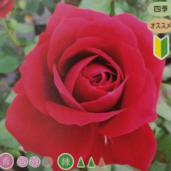 ニーナウェイブル 2年大苗 4号ポット 中輪 房咲 黒赤 水谷農園 薔薇 北海道送料別途 苗 米S ...
