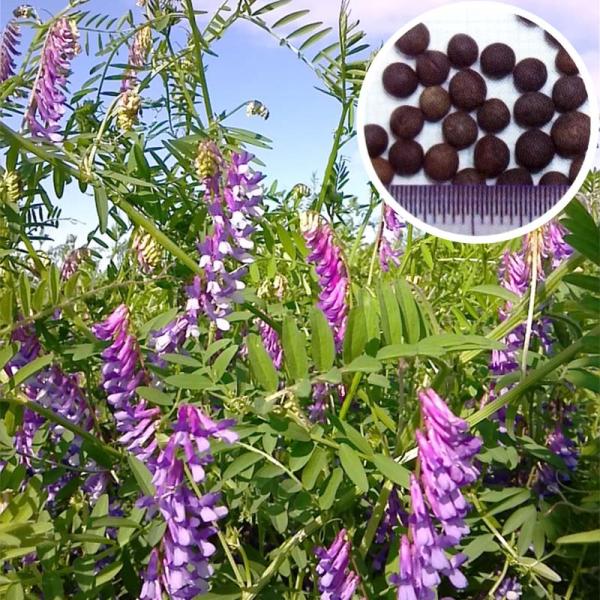 種 10kg 藤えもん マッサ ヘアリーベッチ 早生 緑肥 ミツバチの蜜源に 雪印種苗 植物 米S ...