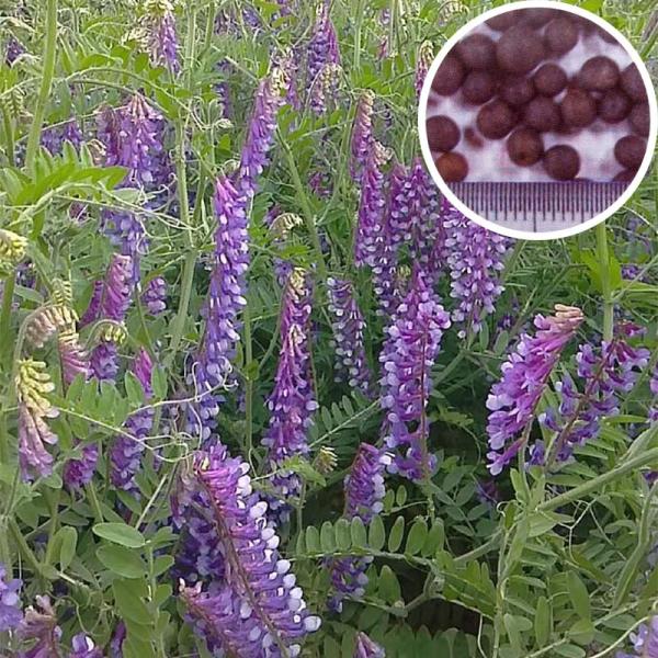 種 10kg 寒太郎 サバン ヘアリーベッチ 晩生 緑肥 ミツバチの蜜源に 雪印種苗 植物 米S 代...