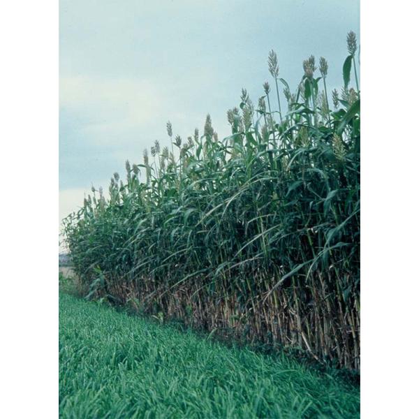 種 2kg ソルガム 堆肥ソルゴー FS1605 雪印種苗 米S 代引不可 (登録品種名:FS160...