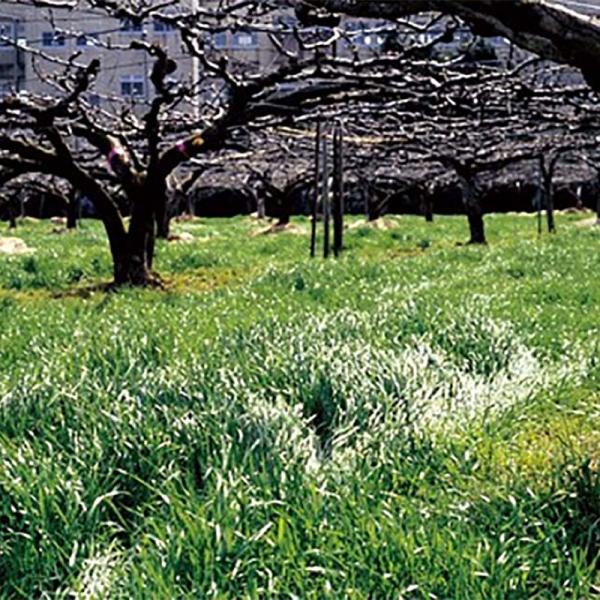 種 10kg マンモスイタリアンB (ビリケン) イタリアンライグラス 緑肥 イネ科作物 雪印種苗 ...