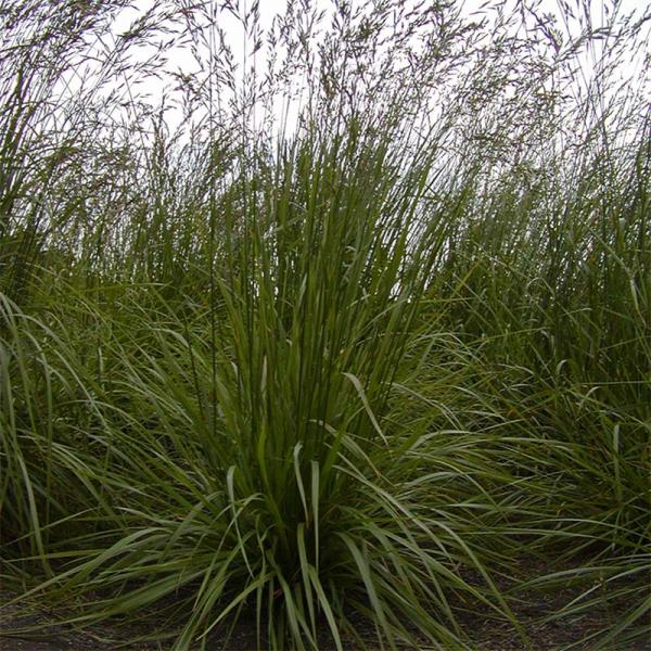 種 2kg トールフェスク フォーン 雪印種苗 米S 代引不可 (登録品種名:フォーン)