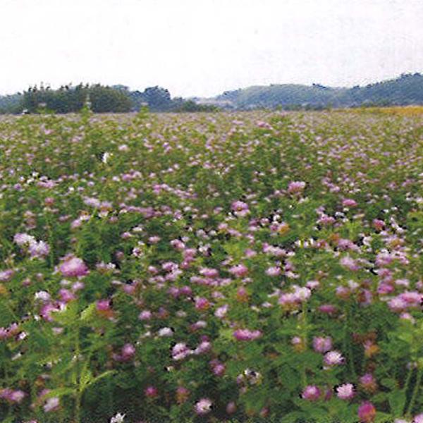 種 2kg ペルシアンクローバ まめ小町 雪印種苗 米S 代引不可 (登録品種名:Mame-Koma...