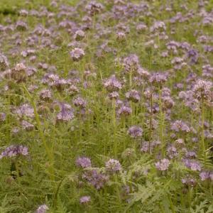 種 3kg ハゼリソウ アンジェリア 緑肥 景...の詳細画像1