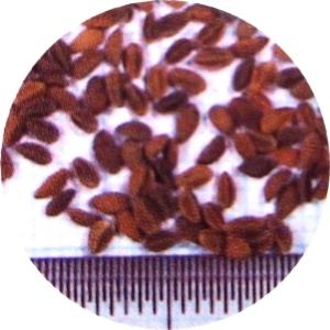 種 3kg ハゼリソウ アンジェリア 緑肥 景...の詳細画像2