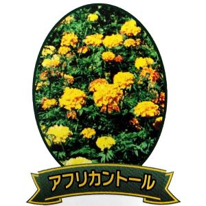 マリーゴールド緑肥 種 種子 の商品一覧 花 ガーデニング 通販 Yahoo ショッピング