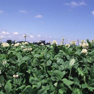 種 1kg シロクローバー ルナメイ コート種子 緑肥 酪農畜産