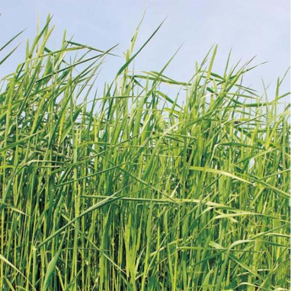 種 1kg PVP チモシー マオイ 北海道用 雪印種苗 米S 代引不可 (海外持出禁止 登録品種名...